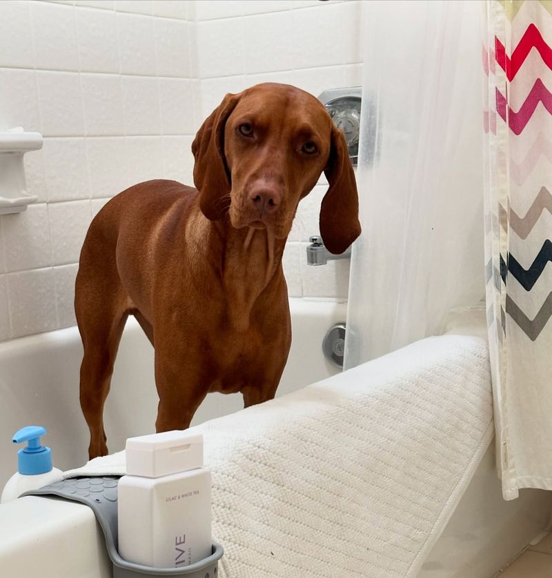 Vizsla