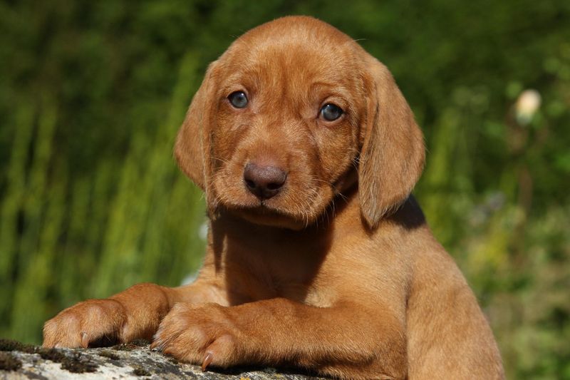 Vizsla