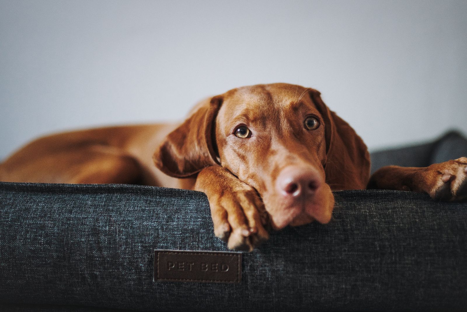 Vizsla