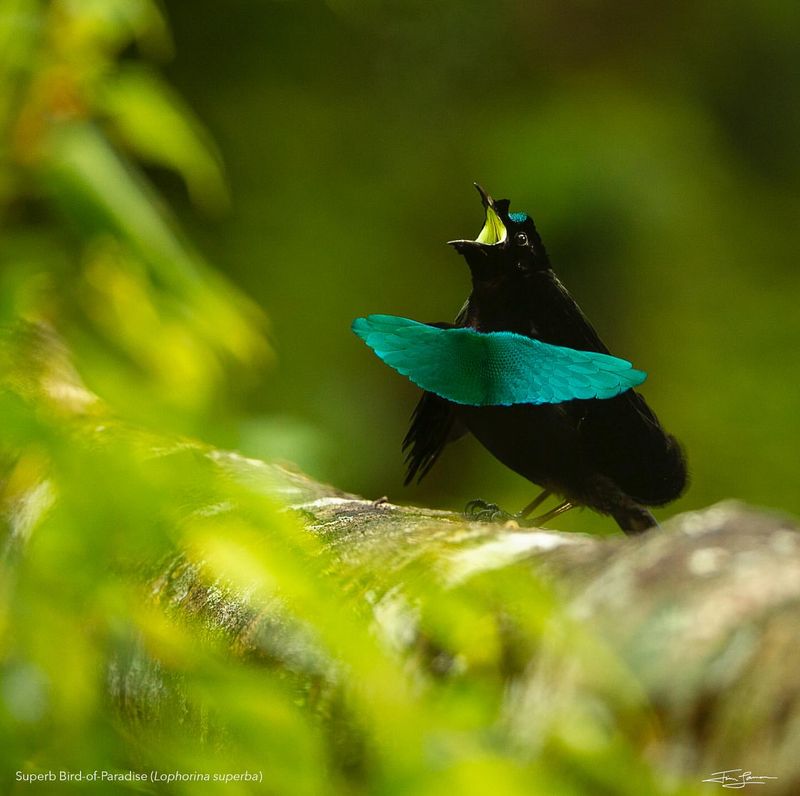 Vogelkop Superb Bird-of-Paradise