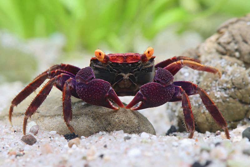 Volcanic Crabs