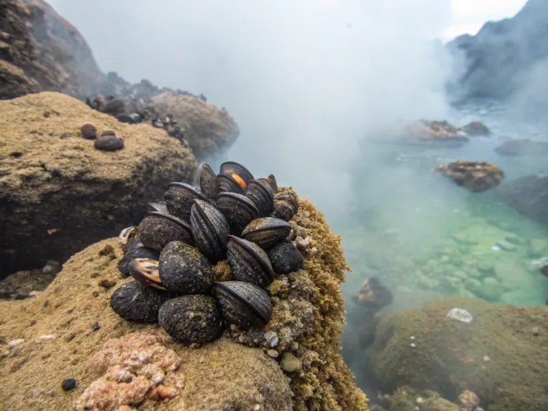 Volcanic Mussels