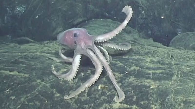 Volcanic Octopus