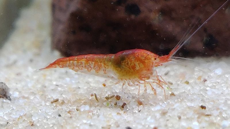 Volcanic Shrimp