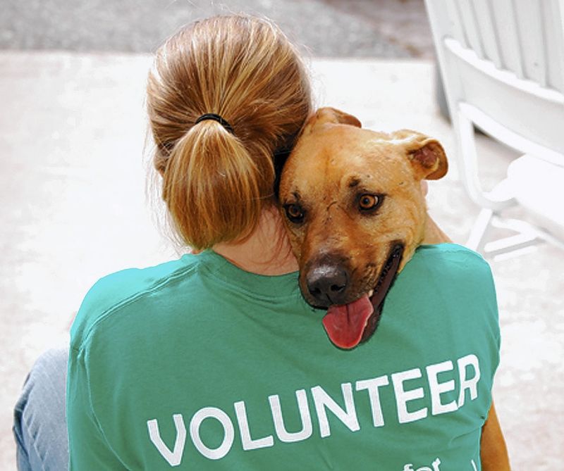 Volunteer at a Shelter