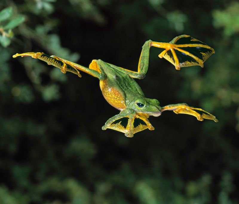 Wallace's Flying Frog