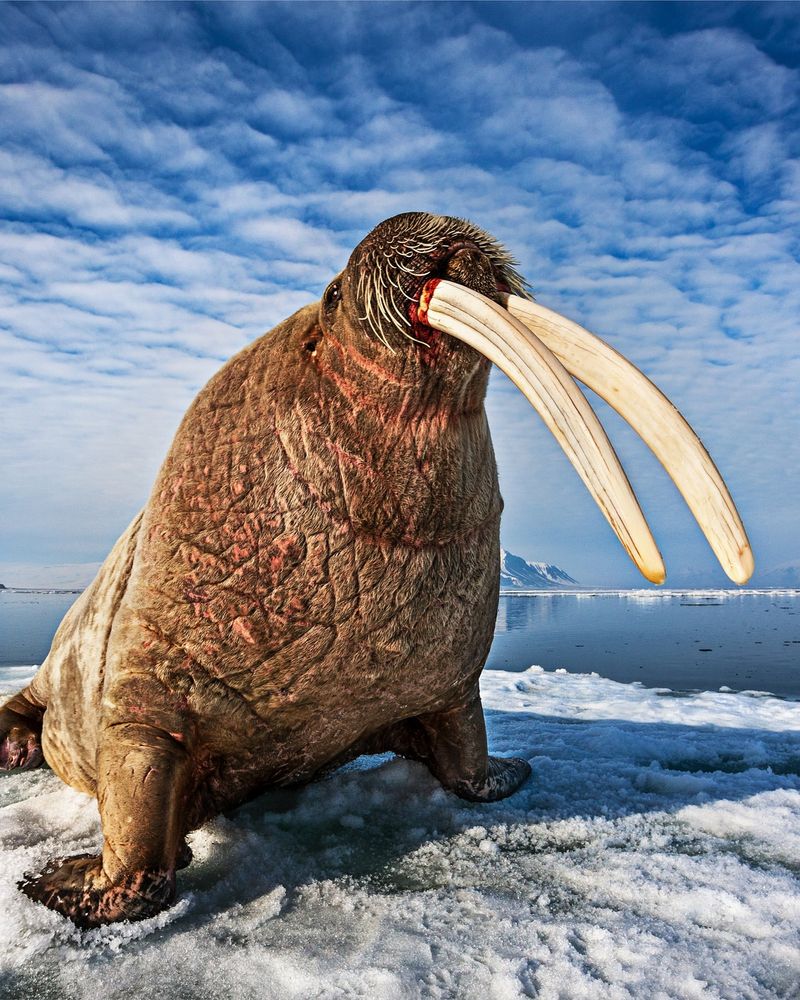 Walrus