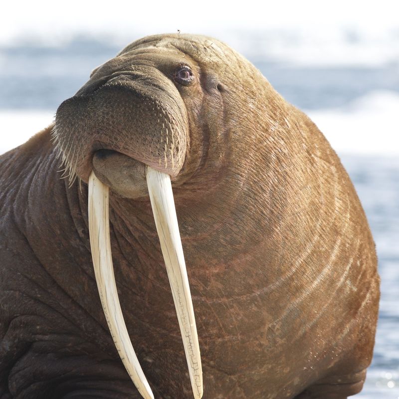 Walrus