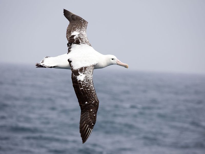 Wandering Albatross