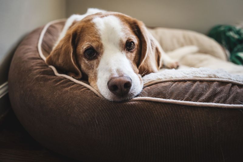 Wash Dog Bedding Frequently