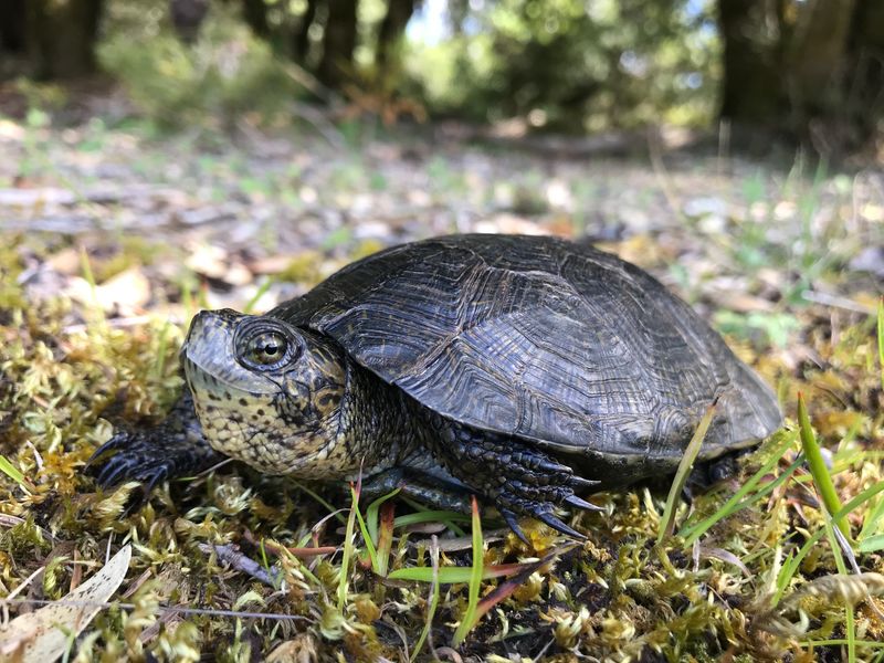 Washington's Western Pond Turtle