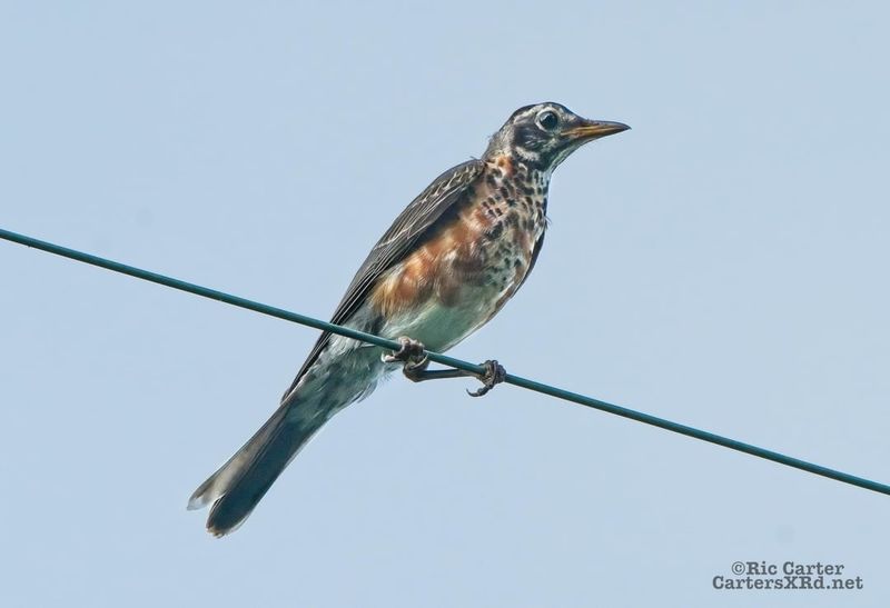 Washington - American Robin