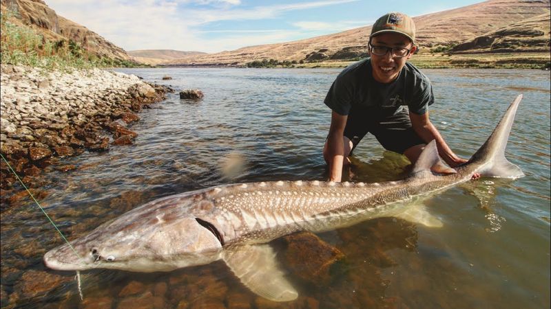 Washington: White Sturgeon