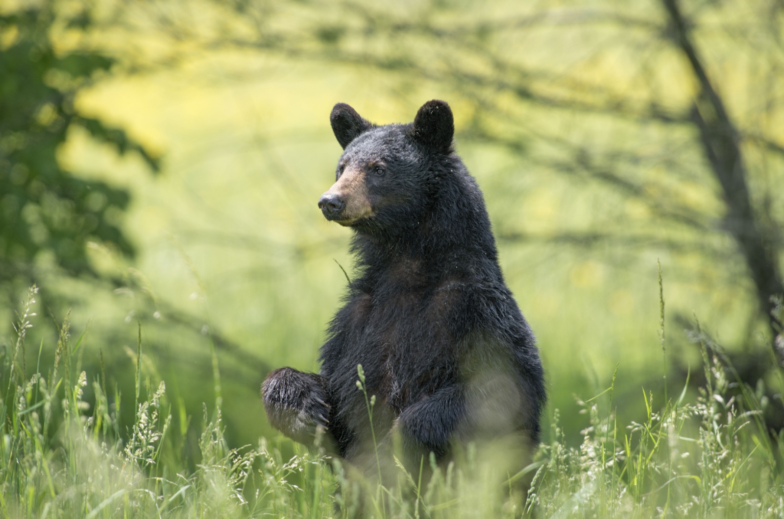 Washington black bear