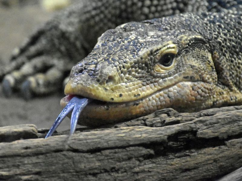 Water Monitor Lizard