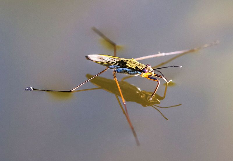 Water Striders