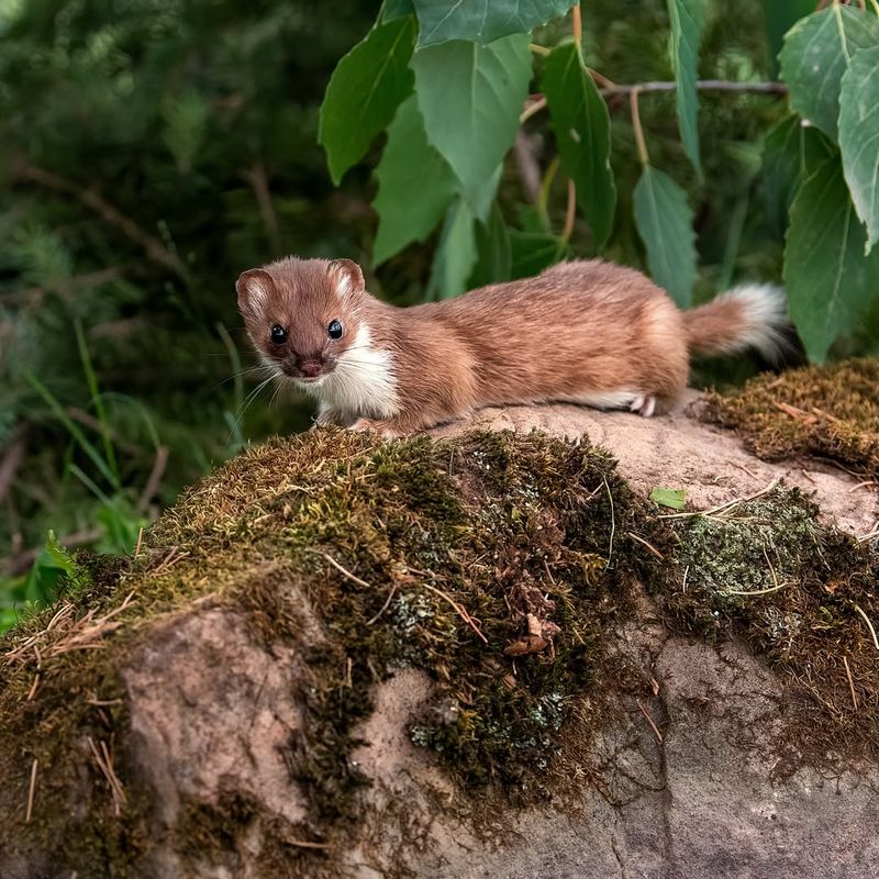 Weasels