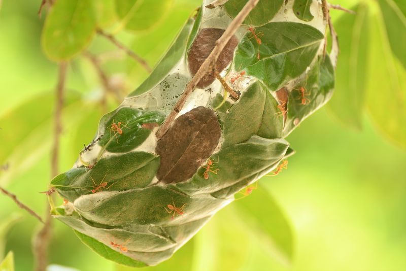 Weaver Ant Nests