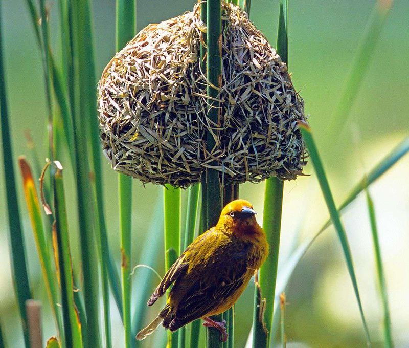 Weaver Bird