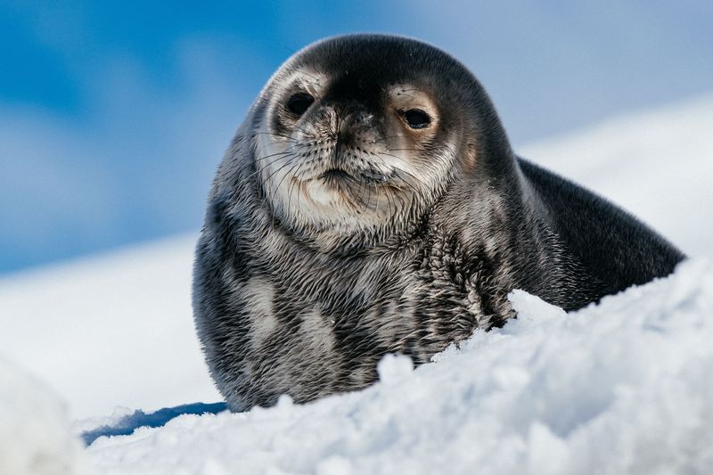 Weddell Seal