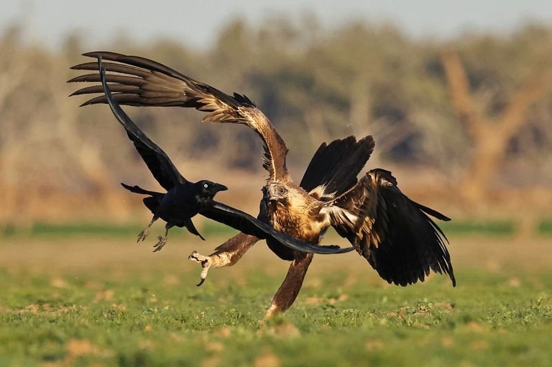 Wedge-tailed Eagle