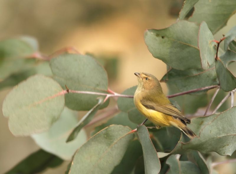 Weebill