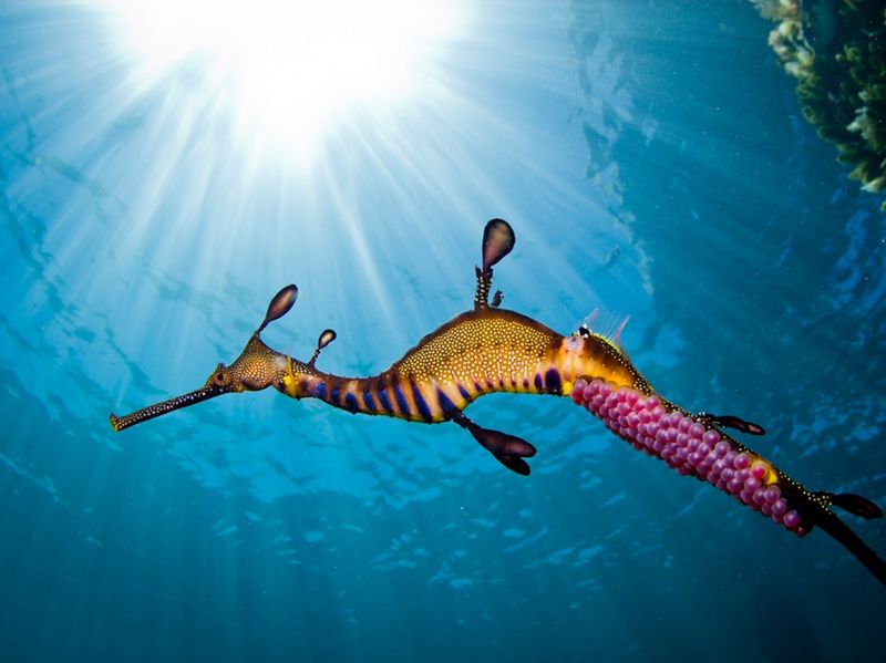 Weedy Sea Dragon