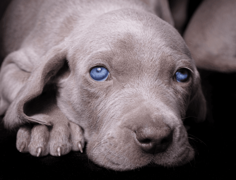 Weimaraner