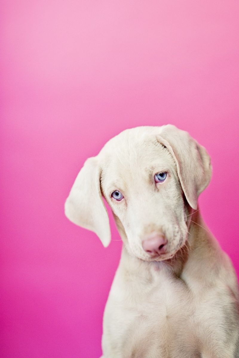 Weimaraner