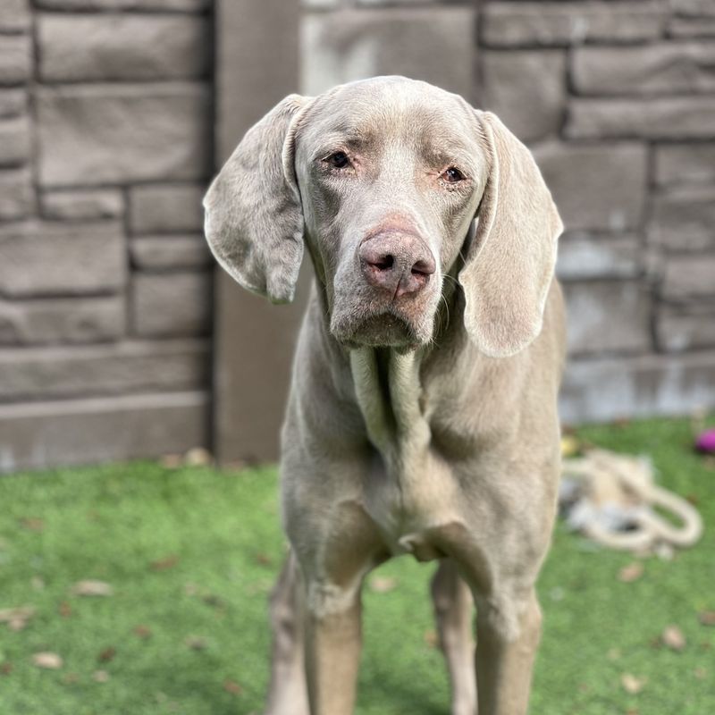 Weimaraner