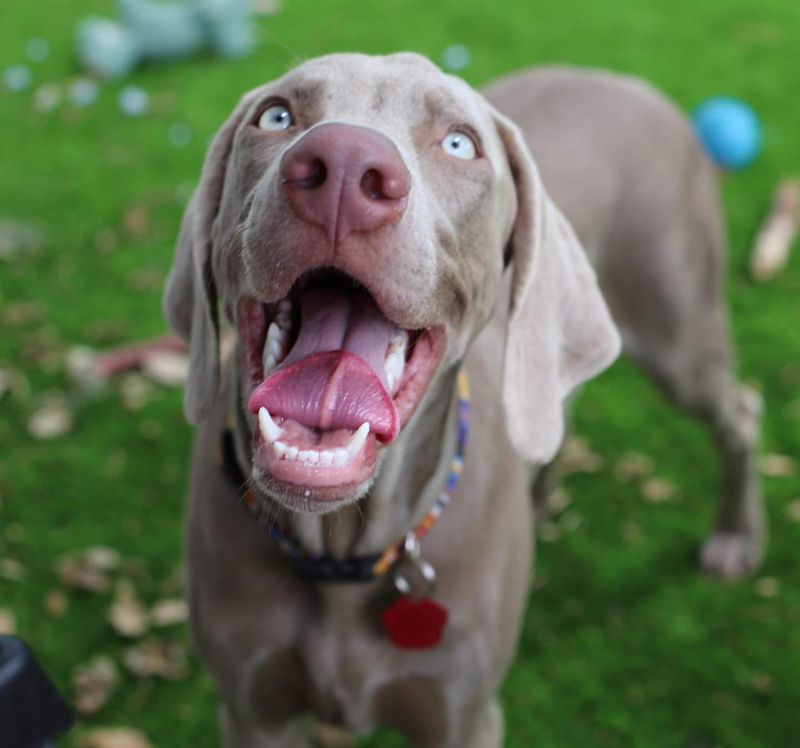 Weimaraner