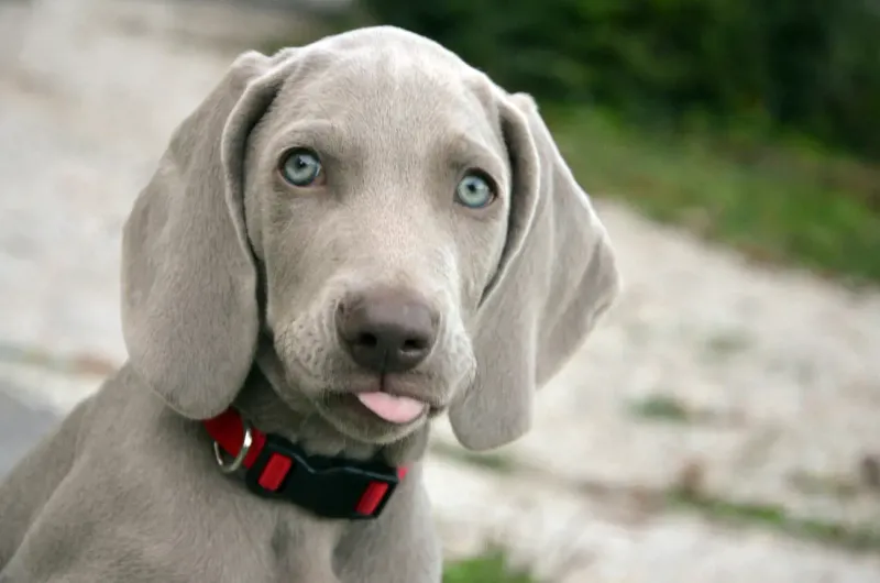 Weimaraner