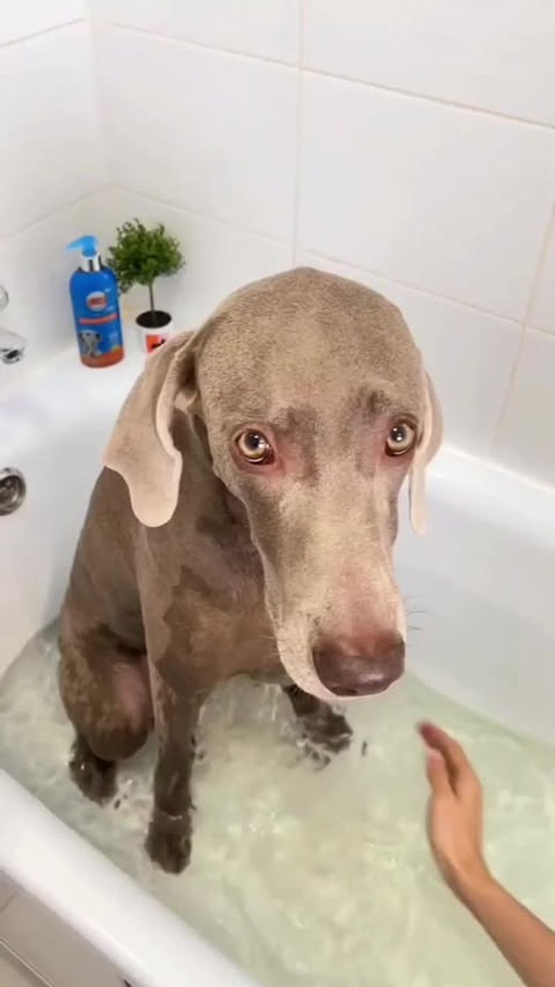 Weimaraner