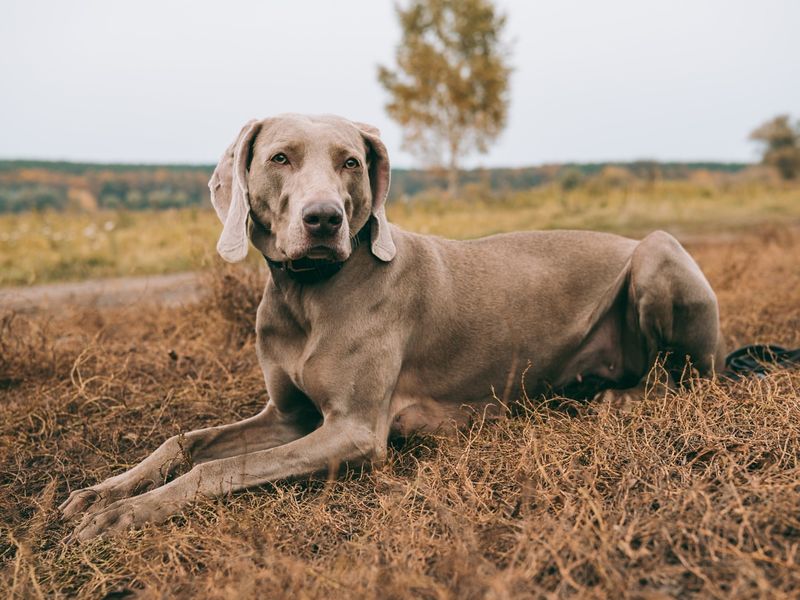 Weimaraner