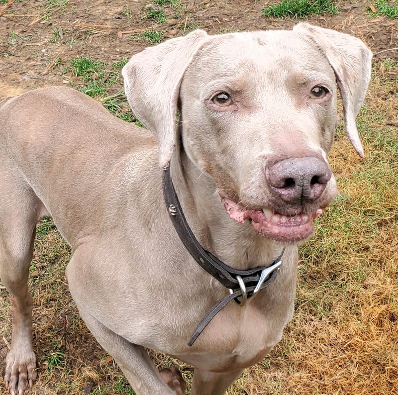 Weimaraner