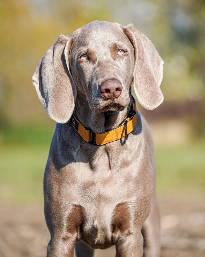 Weimaraner