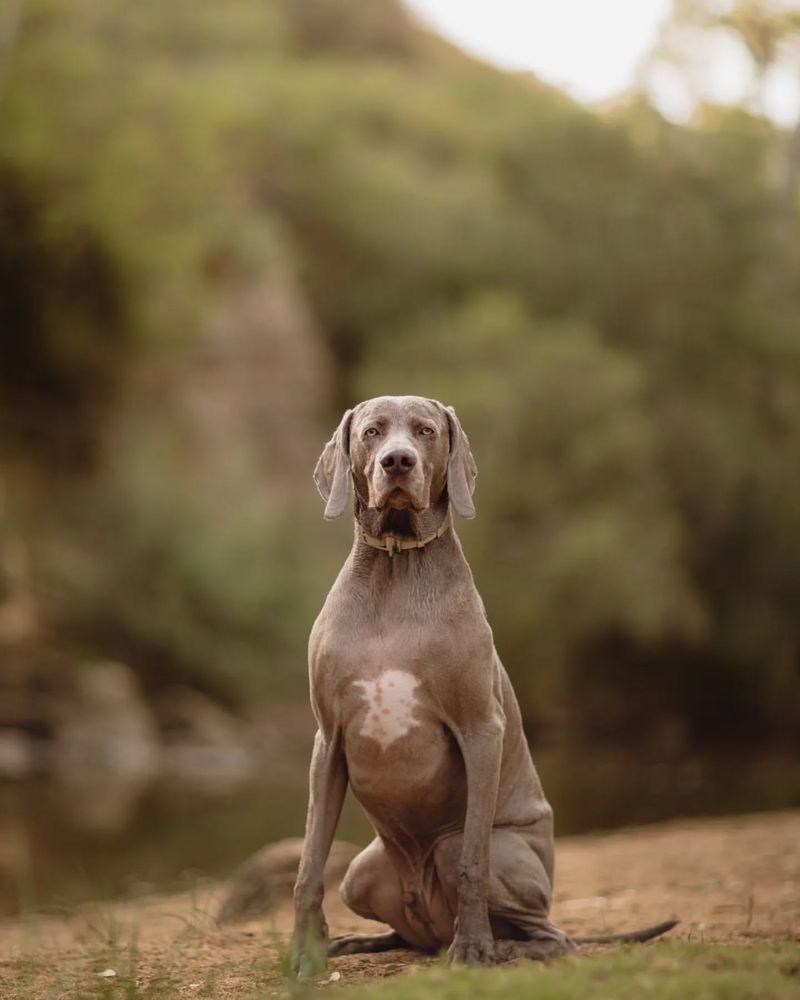 Weimaraner