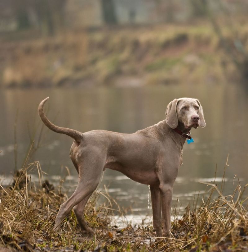 Weimaraner