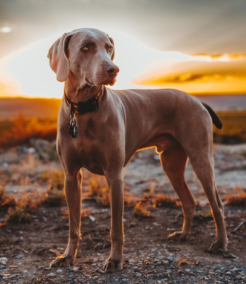 Weimaraner