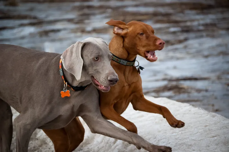 Weimaraner