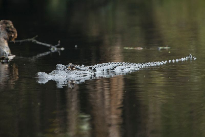 Wekiva River