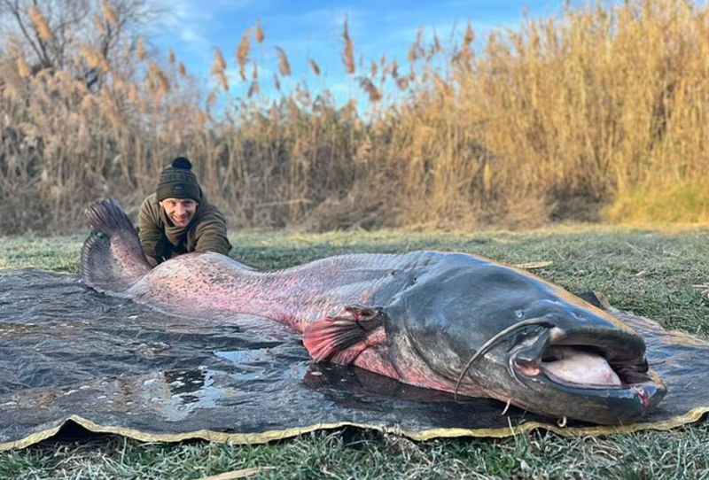 Wels Catfish (River Ebro, Spain)