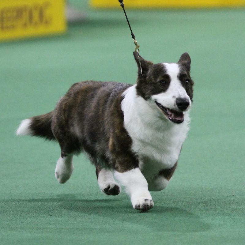 Welsh Corgi (Cardigan)