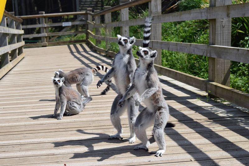 Welsh Mountain Zoo, UK