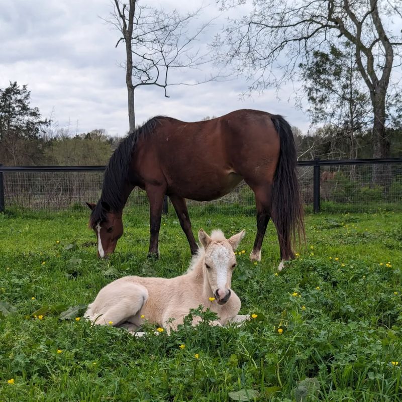 Welsh Pony