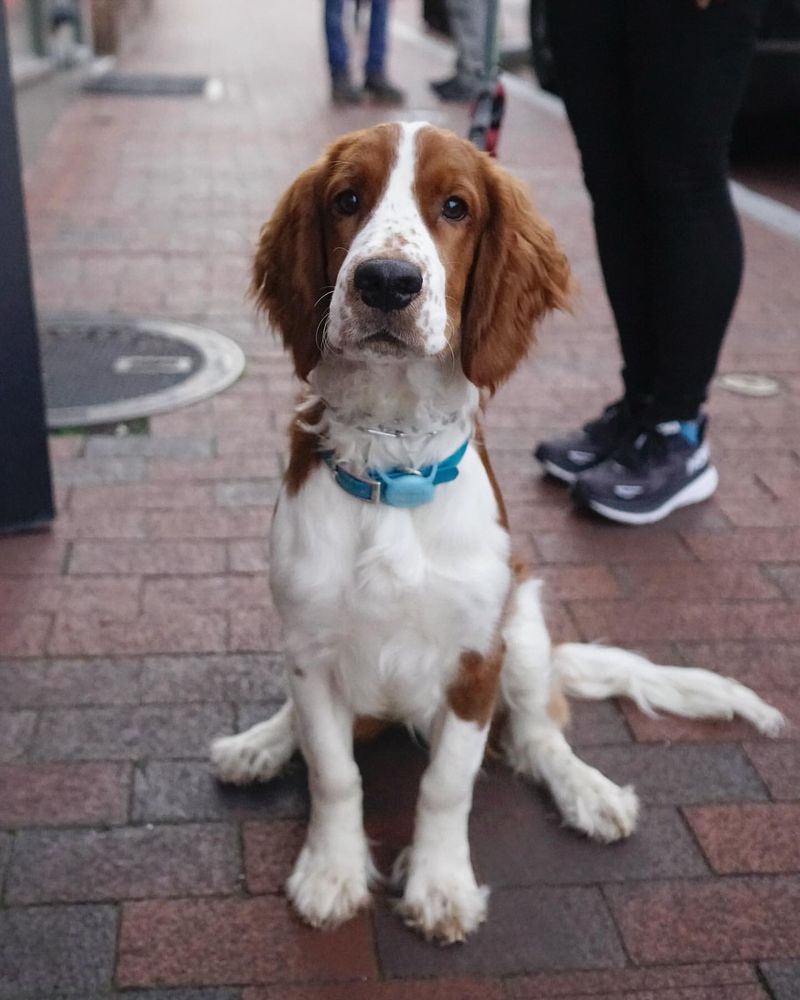 Welsh Springer Spaniel