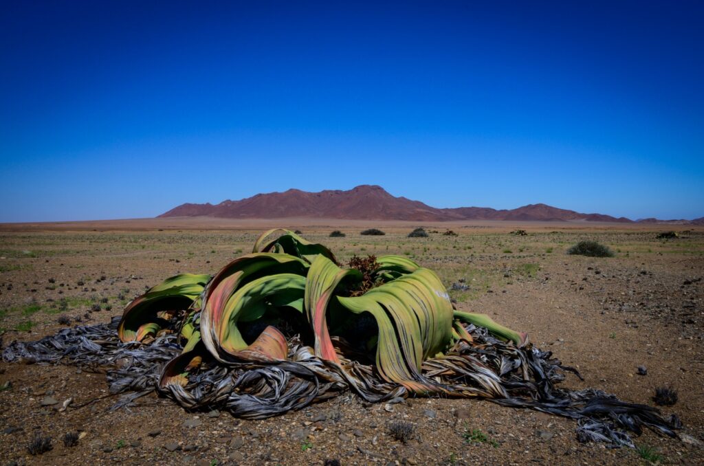 Welwitschia plant