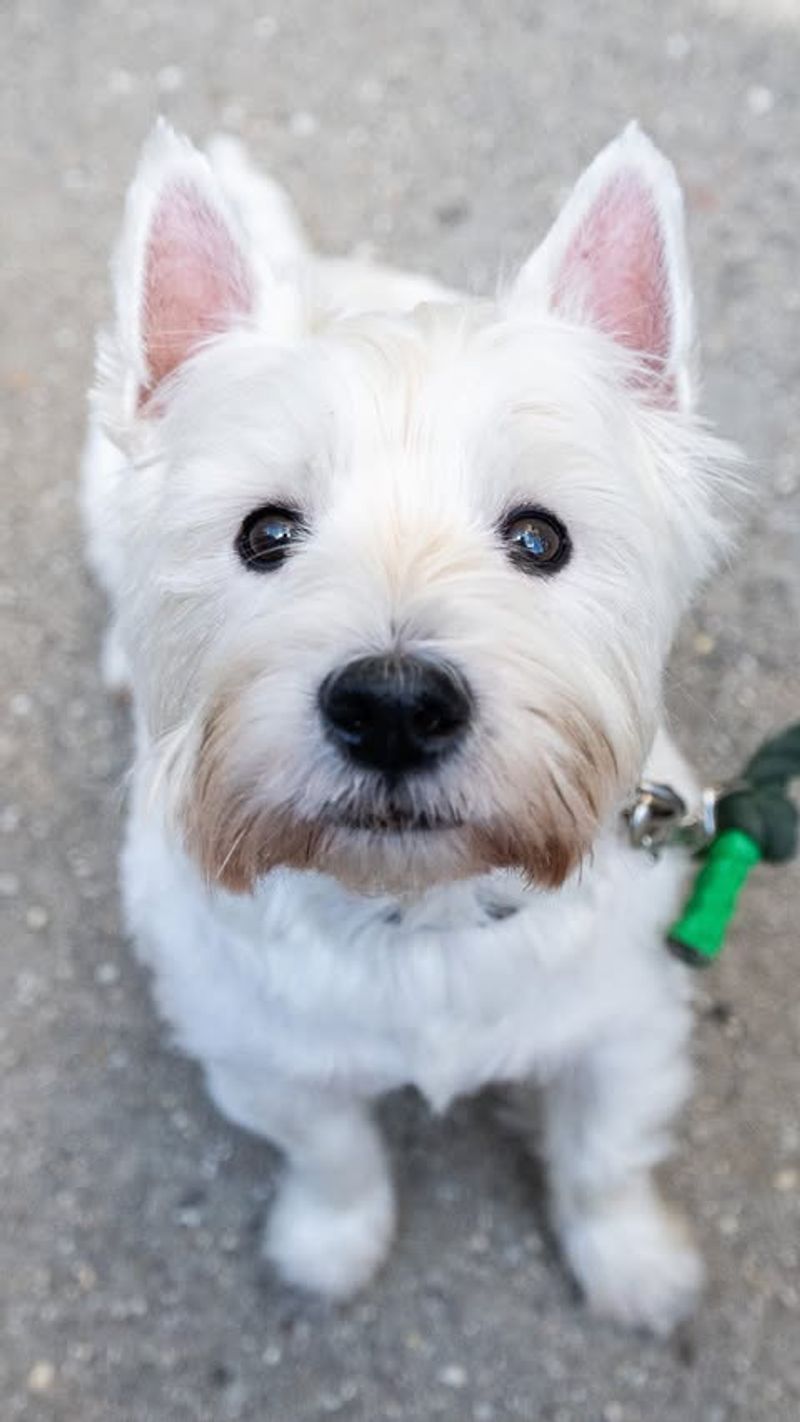 West Highland White Terrier