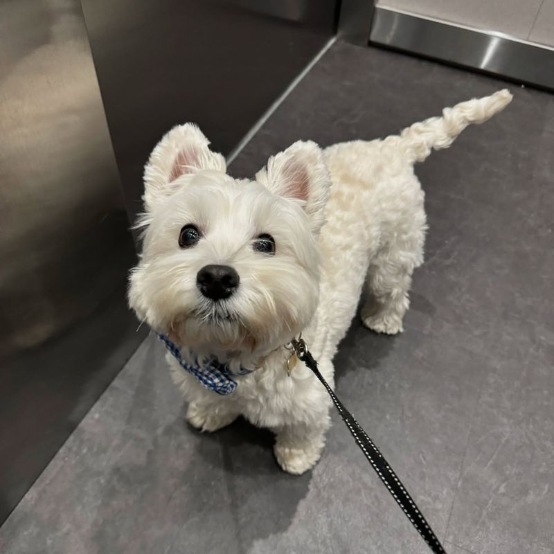 West Highland White Terrier