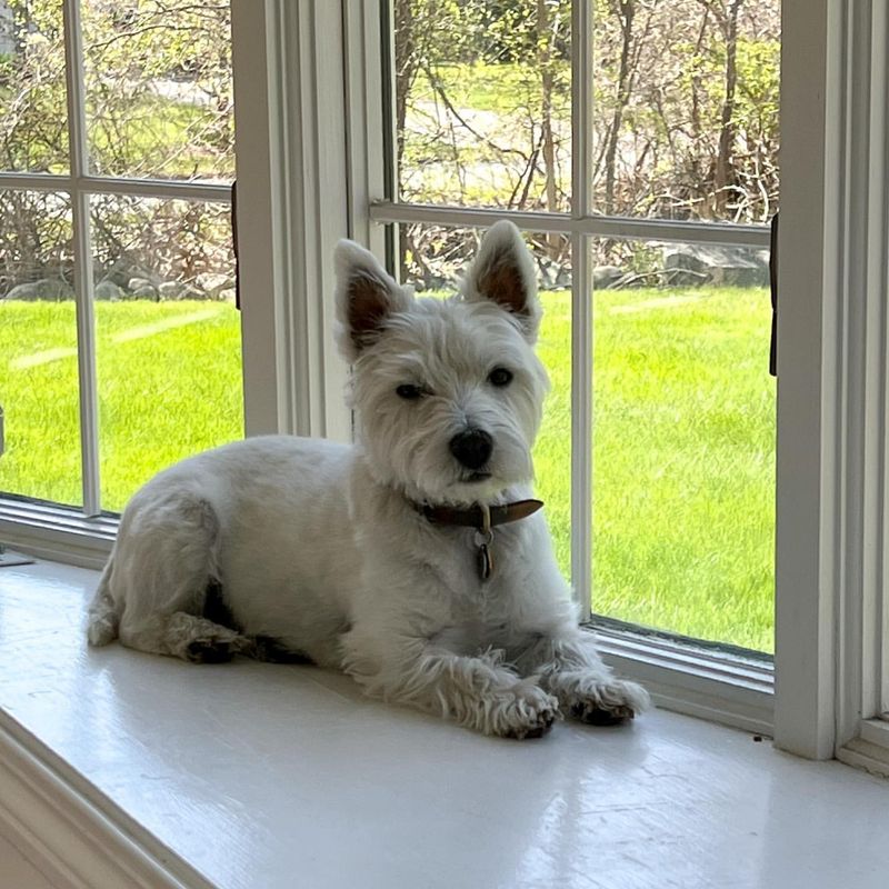 West Highland White Terrier